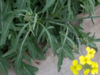 Diplotaxis tenuifolia Bromsgatan, Landskrona, Skåne, Sweden 20160711_0178