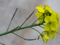 Diplotaxis tenuifolia Bromsgatan, Landskrona, Skåne, Sweden 20160711_0180