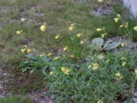 Diplotaxis tenuifolia Lilla hamnen, Grönhögen, Mörbylånga, Öland, Sweden 20161015_0001