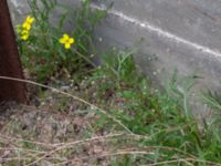 Diplotaxis tenuifolia Ruderatyta Marsgatan, Malmö, Skåne, Sweden 20220615_0046