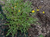 Diplotaxis tenuifolia Ruderatyta Marsgatan, Malmö, Skåne, Sweden 20220615_0049