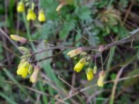 Diplotaxis tenuifolia Vanningen, Vellinge, Skåne, Sweden 20231024_0019