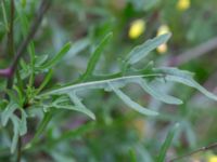 Diplotaxis tenuifolia Vanningen, Vellinge, Skåne, Sweden 20231024_0021