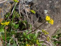 Draba hispida Kuro S, Stepantsminda, Mtskheta-Mtianeti, Georgia 20180423_3689