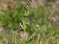 Draba muralis Dämmekull, Södra Mellby, Simrishamn, Skåne, Sweden 20170506_0137