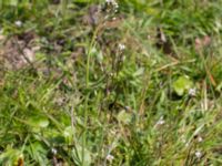 Draba muralis Dämmekull, Södra Mellby, Simrishamn, Skåne, Sweden 20170506_0140