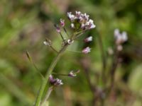 Draba muralis Dämmekull, Södra Mellby, Simrishamn, Skåne, Sweden 20170506_0141