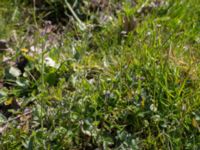 Draba muralis Dämmekull, Södra Mellby, Simrishamn, Skåne, Sweden 20170506_0146