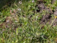 Draba muralis Dämmekull, Södra Mellby, Simrishamn, Skåne, Sweden 20170506_0147