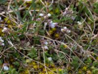 Draba verna Åkerby, Mörbylånga, Öland, Sweden 20160410_0031