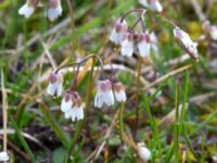 Draba verna Åkerby, Mörbylånga, Öland, Sweden 20160410_0035