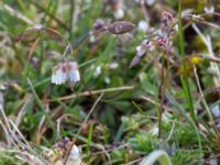 Draba verna Åkerby, Mörbylånga, Öland, Sweden 20160410_0037