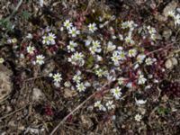 Draba verna Gösslunda, Mörbylånga, Öland, Sweden 20160410_0124