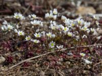 Draba verna Gösslunda, Mörbylånga, Öland, Sweden 20160410_0127