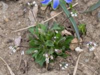 Draba verna Husie mosse, Malmö, Skåne, Sweden 20160402_0027