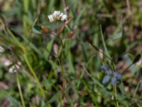 Draba verna Malmödammen, Tygelsjö ängar, Malmö, Skåne, Sweden 20150501_0097