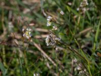 Draba verna Malmödammen, Tygelsjö ängar, Malmö, Skåne, Sweden 20150501_0098