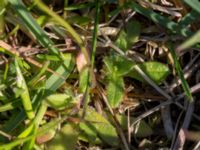 Draba verna Malmödammen, Tygelsjö ängar, Malmö, Skåne, Sweden 20160510_0005