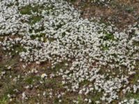 Draba verna Norra Malmgatan, Grönhögen, Mörbylånga, Öland, Sweden 20160410_0169