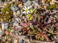 Draba verna Vattentornsvägen, Kristianstad, Skåne, Sweden 20180408_0115