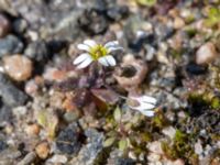 Draba verna Vattentornsvägen, Kristianstad, Skåne, Sweden 20180408_0117