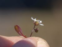 Draba verna Vattentornsvägen, Kristianstad, Skåne, Sweden 20180408_0119