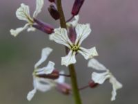 Eruca vesicaria Bomhögsgatan 2, Bunkeflostrand, Malmö, Skåne, Sweden 20190326_0002