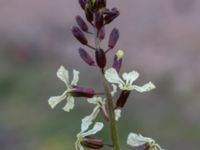 Eruca vesicaria Bomhögsgatan 2, Bunkeflostrand, Malmö, Skåne, Sweden 20190326_0003