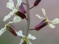 Eruca vesicaria Bomhögsgatan 2, Bunkeflostrand, Malmö, Skåne, Sweden 20190326_0004