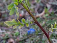 Eruca vesicaria Bomhögsgatan 2, Bunkeflostrand, Malmö, Skåne, Sweden 20190326_0010