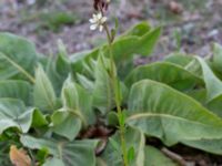 Eruca vesicaria Bomhögsgatan 2, Bunkeflostrand, Malmö, Skåne, Sweden 20190326_0011