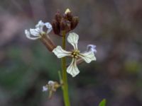 Eruca vesicaria Bomhögsgatan 2, Bunkeflostrand, Malmö, Skåne, Sweden 20190326_0014