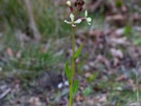 Eruca vesicaria Bomhögsgatan 2, Bunkeflostrand, Malmö, Skåne, Sweden 20190326_0016