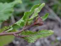 Eruca vesicaria Bomhögsgatan 2, Bunkeflostrand, Malmö, Skåne, Sweden 20190326_0018