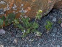 Erucastrum gallicum Sudda, Hönå, Öckerö, Bohuslän, Sweden 20190717_0119