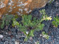 Erucastrum gallicum Sudda, Hönå, Öckerö, Bohuslän, Sweden 20190717_0120