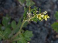 Erucastrum gallicum Sudda, Hönå, Öckerö, Bohuslän, Sweden 20190717_0121