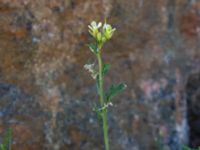 Erucastrum gallicum Sudda, Hönå, Öckerö, Bohuslän, Sweden 20190717_0124