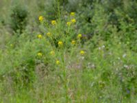 Erysimum cheiranthoides ssp. altum Vitberget, Älvsbyn, Norrbotten, Sweden 20150711_0608