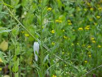 Erysimum cheiranthoides ssp. cheiranthoides Spiggans plats, Malmö, Skåne, Sweden 20220714_0017