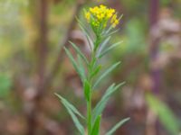 Erysimum cheiranthoides ssp. cheiranthoides Spiggans plats, Malmö, Skåne, Sweden 20220714_0021