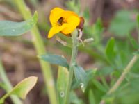 Erysimum cheiri Scaniaparken, Malmö, Skåne, Sweden 20240629_0024