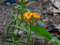 Erysimum cheiri Ulricedal, Malmö, Skåne, Sweden 20190704_0052