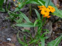 Erysimum cheiri Ulricedal, Malmö, Skåne, Sweden 20190704_0057