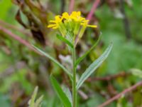 Erysmium strictum Visselvägen, Lund, Skåne, Sweden 20200523_0062