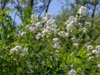 Hesperis matronalis Capellagården, Vickleby, Mörbylånga, Öland, Sweden 20190609_0162