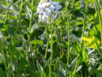 Hesperis matronalis Capellagården, Vickleby, Mörbylånga, Öland, Sweden 20190609_0163