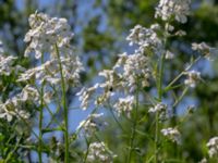 Hesperis matronalis Capellagården, Vickleby, Mörbylånga, Öland, Sweden 20190609_0165