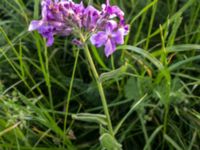 Hesperis matronalis Landhockeybanan, Ribersborg, Malmö, Skåne, Sweden 20200603_0049