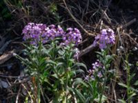 Hesperis matronalis Lokstallarna, Malmö, Skåne, Sweden 20190531_0076